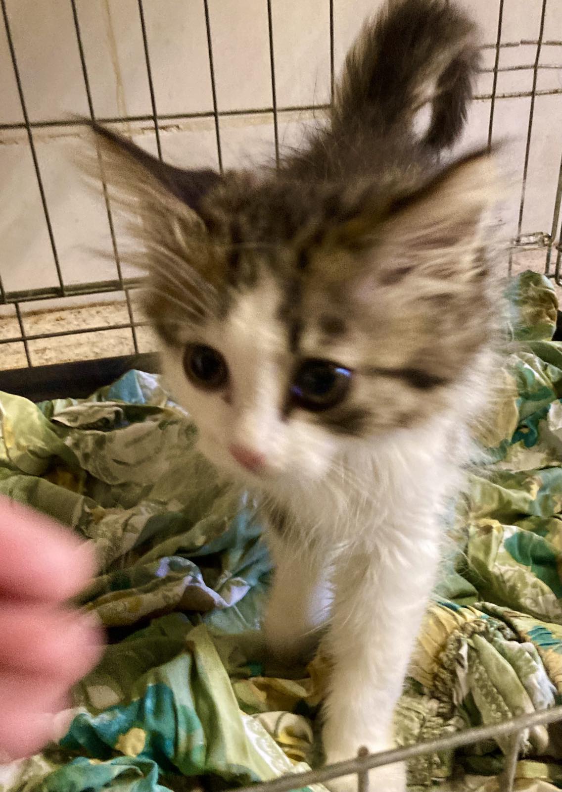 Віцебскі прытулак «Добрык» — тэрыторыя надзеі і добразычлівасці Віцебскі прытулак «Добрык» — тэрыторыя надзеі і добразычлівасці