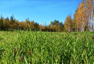 Полевой грунт от ДабраБыт